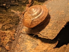 Nitor medioximus