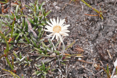 Helichrysum pumilum