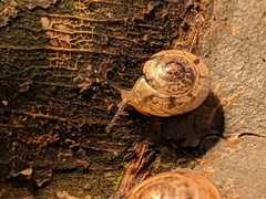 Nitor medioximus