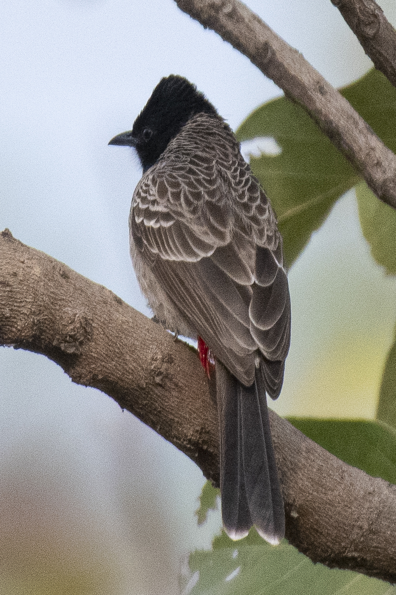 Red-vented Bulbul