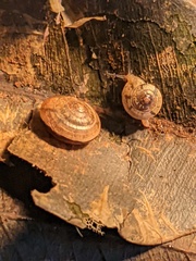 Nitor medioximus