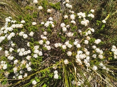 Pimelea buxifolia