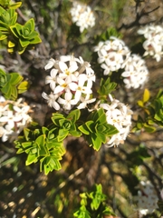 Pimelea buxifolia