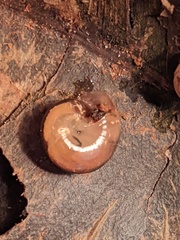 Nitor medioximus