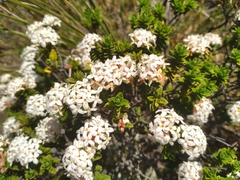 Pimelea buxifolia