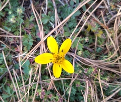 Bidens anthemoides