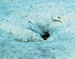 Ctenogobiops feroculus