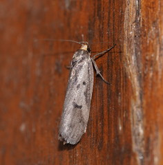 Philobota acropola