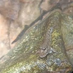 Periophthalmus variabilis