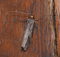 Philobota acropola