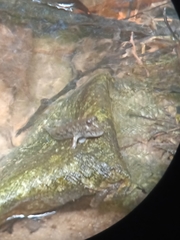 Periophthalmus variabilis