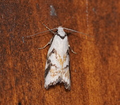 Cosmaresta anarrecta