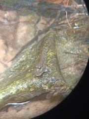 Periophthalmus variabilis