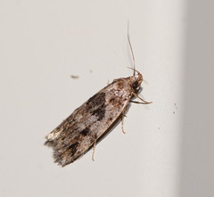 Barea melanodelta