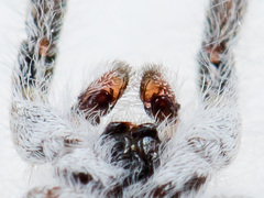 Pseudomogrus dalaensis