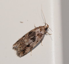 Barea melanodelta