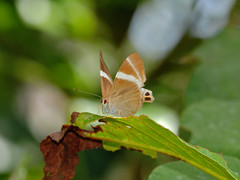 Abisara neophron