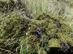 Veronica tetragona subsimilis