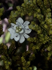 Veronica tetragona subsimilis