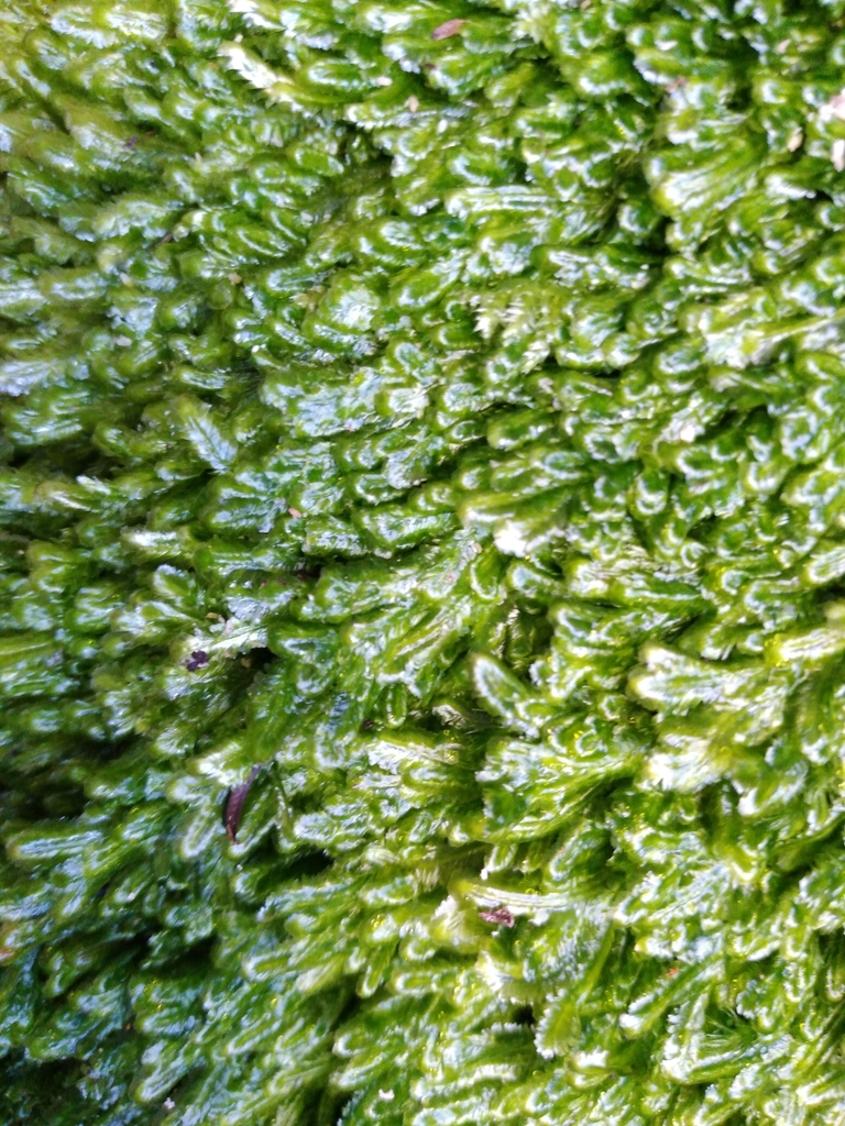 Pseudotaxiphyllum falcifolium