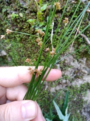 Juncus edgariae