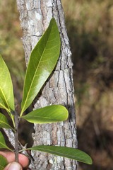 Acronychia imperforata