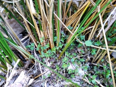 Juncus edgariae