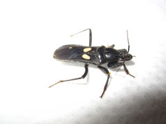 Ectomocoris