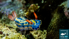 Hypselodoris festiva