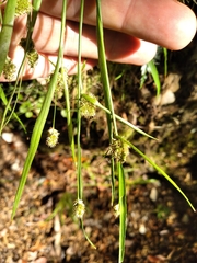 Luzula picta pallida