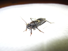 Ectomocoris