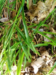Luzula picta pallida