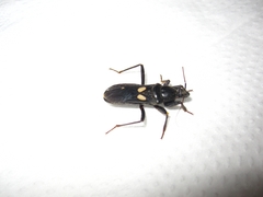 Ectomocoris