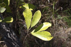 Acronychia imperforata