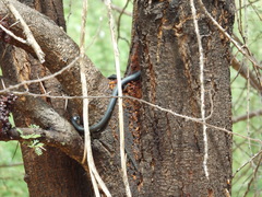 Philothamnus semivariegatus