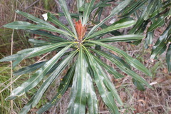 Banksia integrifolia compar