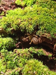 Liphistius murphyorum