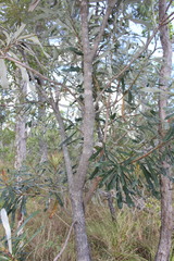 Banksia integrifolia compar