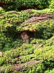 Liphistius murphyorum