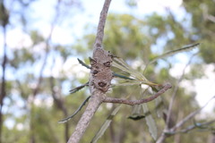Banksia integrifolia compar