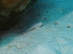 Gnatholepis cauerensis