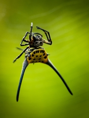 Gasteracantha dalyi