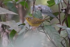 Phylloscopus intermedius