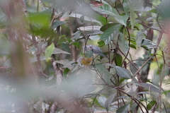 Phylloscopus intermedius