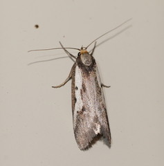Philobota acropola