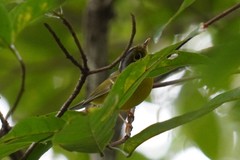 Phylloscopus intermedius