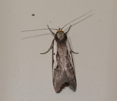 Philobota acropola
