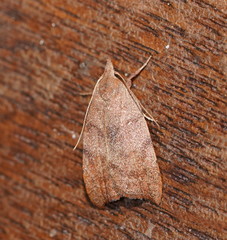 Tortricopsis euryphanella