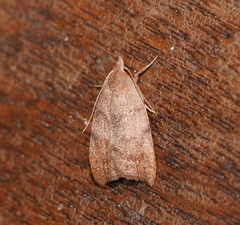 Tortricopsis euryphanella