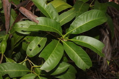 Chionanthus ramiflorus